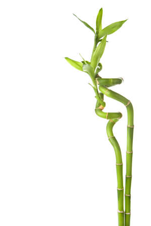 bamboo isolatedの写真素材