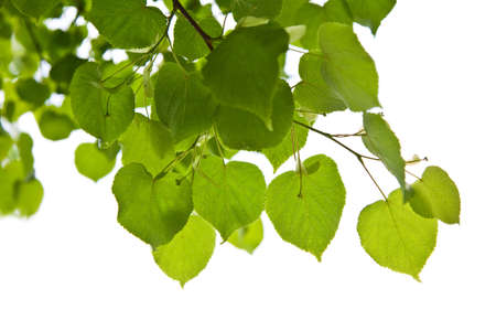 birch leaves isolatedの写真素材