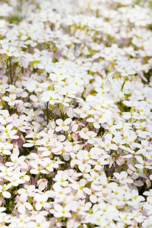 field of white flowersの写真素材