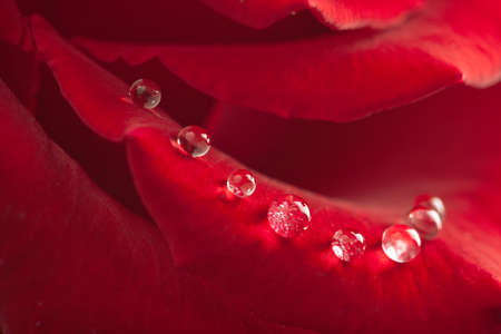  red rose with water drops
の写真素材