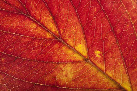 macro of autumn leaf 