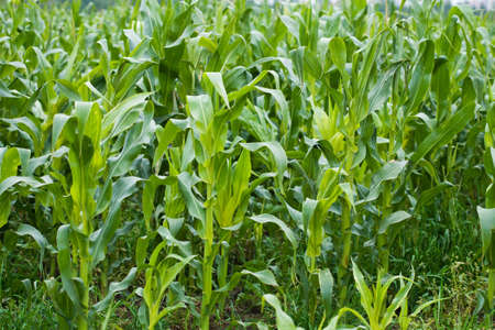 field of maize