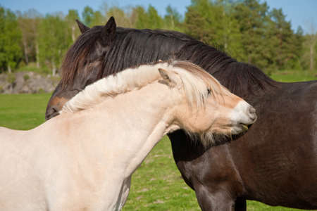 two horsesの写真素材