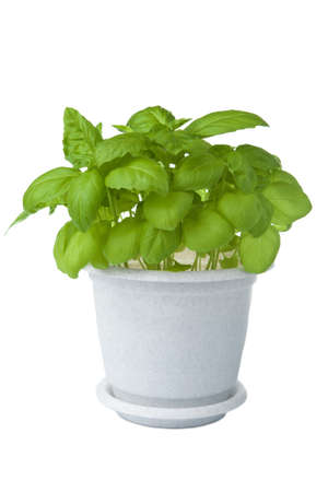 fresh basil in pot isolatedの写真素材