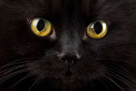 eyes of black catの写真素材