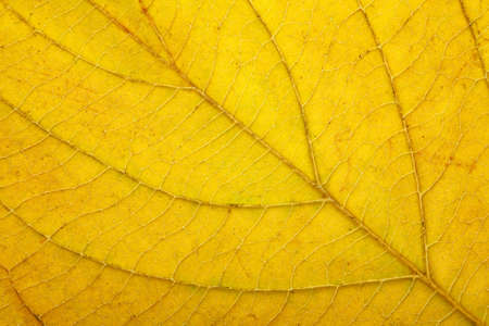 macro of autumn leaf の写真素材