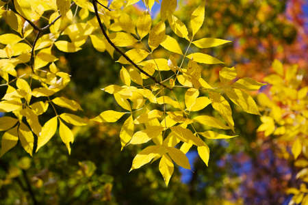 autumn leaves の写真素材