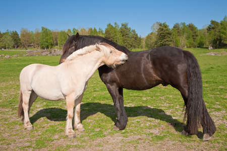 two horses の写真素材