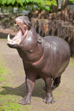 pygmy hippopotamus の写真素材
