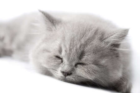 british kitten sleeping isolatedの写真素材