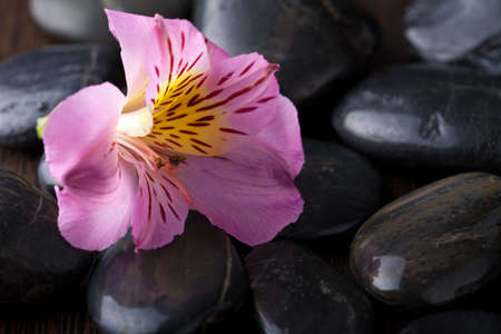 black massage stones and flowerの写真素材