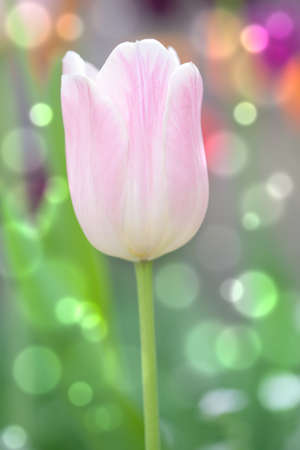 tulip in springの写真素材