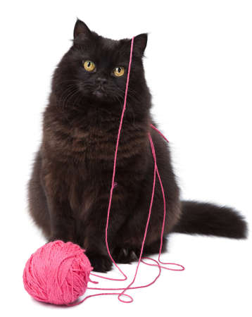 cat playing with clew isolated の写真素材