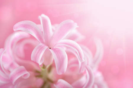 pink hyacinth flowerの写真素材