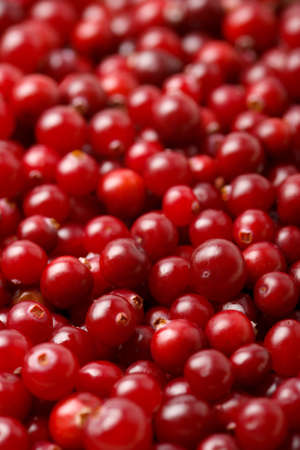 fresh cowberry backgroundの写真素材