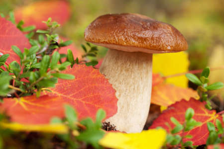 cep mushroom in forestの写真素材