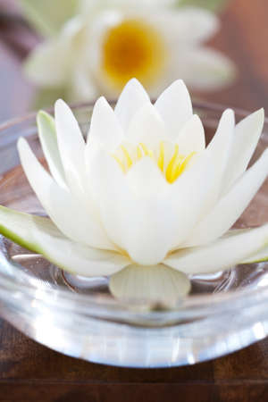 white water lilly の写真素材