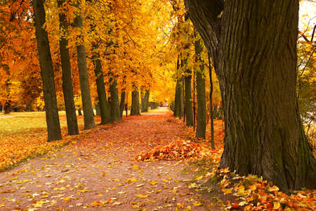 autumn alley in park 