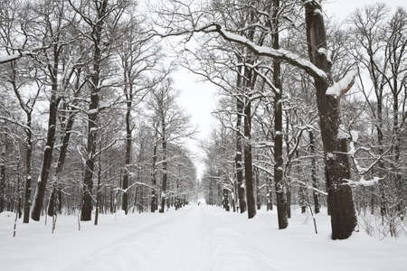 winter landscapeの写真素材