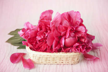 peony flowers の写真素材