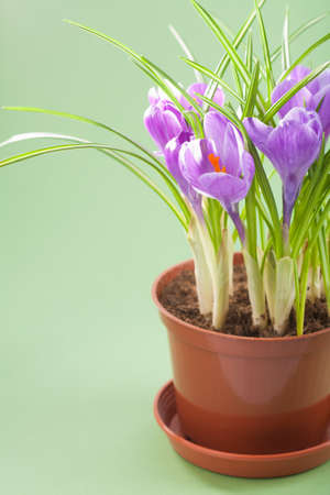 crocus flower in pot の写真素材