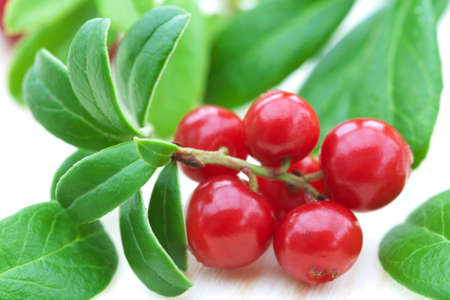 fresh cowberry の写真素材