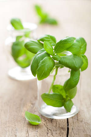 basil in glassの写真素材