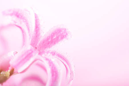 pink hyacinth flower 