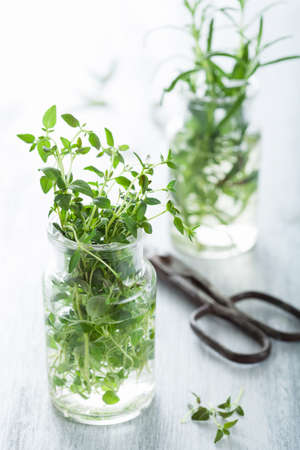 fresh thyme and rosemary in glass