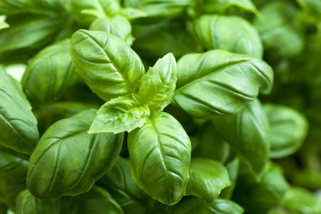 fresh basil leaves の写真素材