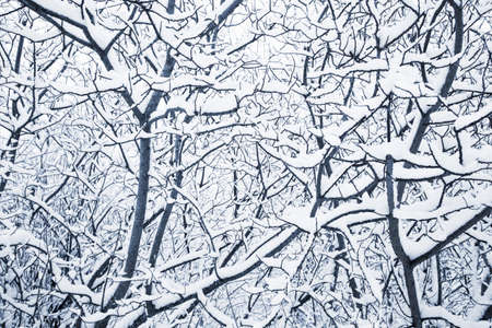 snowy winter trees background