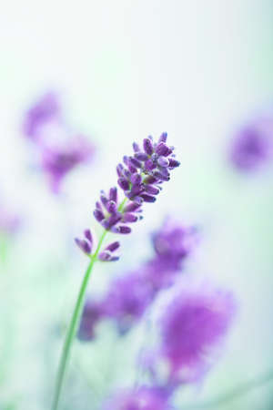 lavender flowers の写真素材