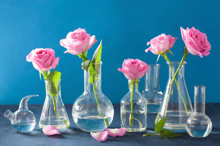 pink rose flowers in chemical flasks over blueの写真素材