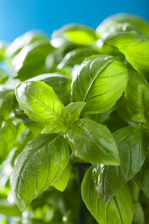 fresh basil leaves wet herb backgroundの写真素材