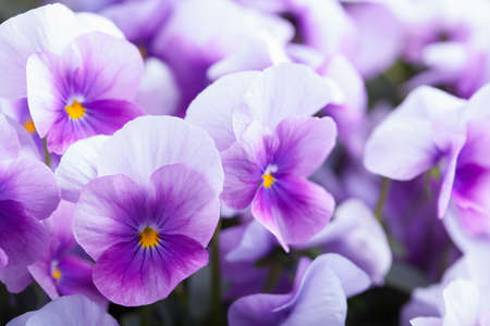 violet flowers backgroundの写真素材