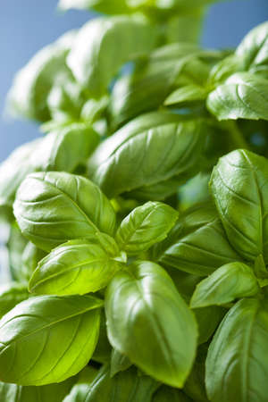 fresh basil leaves herb backgroundの写真素材