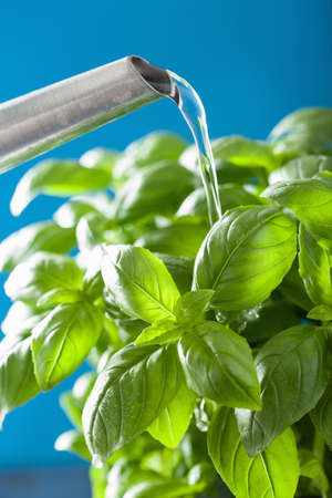 watering fresh basil leaves herbの写真素材