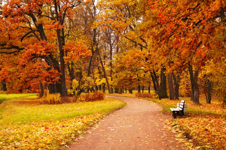 colorful autumn trees in parkの写真素材