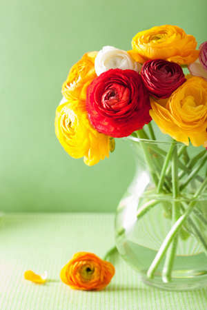 colorful ranunculus flowers in vase over green backgroundの写真素材