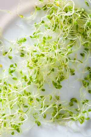 fresh clover sprouts on plate
