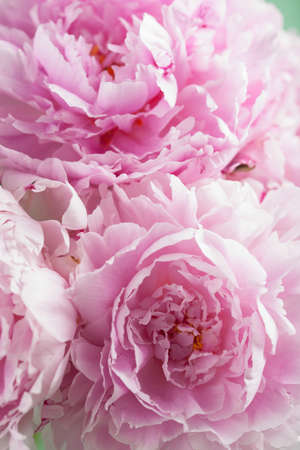 beautiful pink peony flower backgroundの写真素材