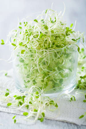 fresh clover sprouts in bowlの写真素材
