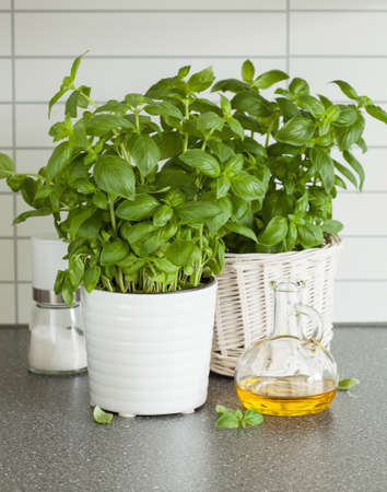 fresh basil herb in pot olive oil kitchen