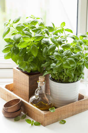 fresh basil herb in pot olive oil kitchen windowの写真素材