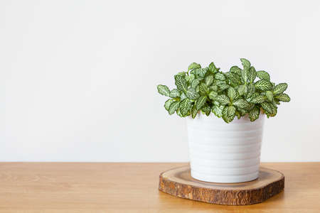 houseplant fittonia albivenis in white potの写真素材