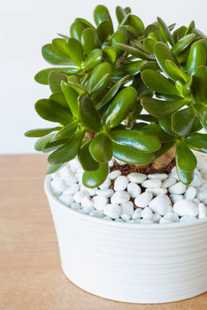 houseplant Crassula ovata jade plant money tree in white potの写真素材