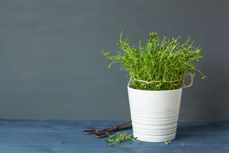 fresh thyme herb in white potの写真素材