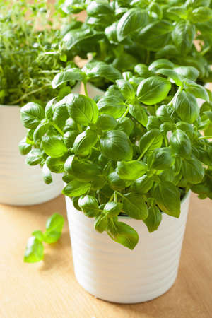 fresh basil thyme herb in a potの写真素材