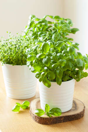 fresh basil thyme herb in a pot