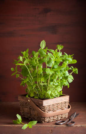 fresh mint Peppermint herb in a pot